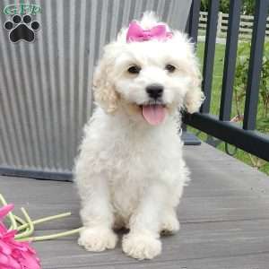 Scarlet, Cockapoo Puppy